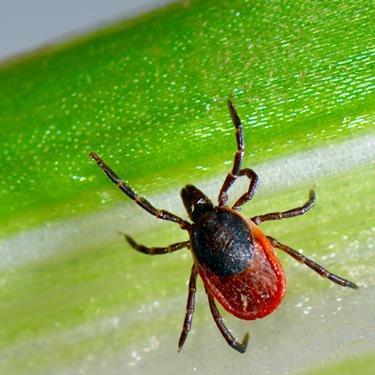 Black-legged tick